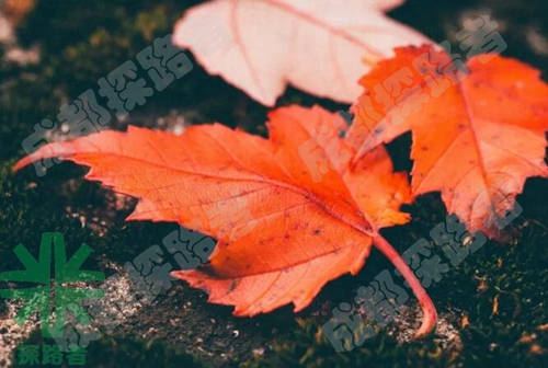 成都探路者拓展培訓