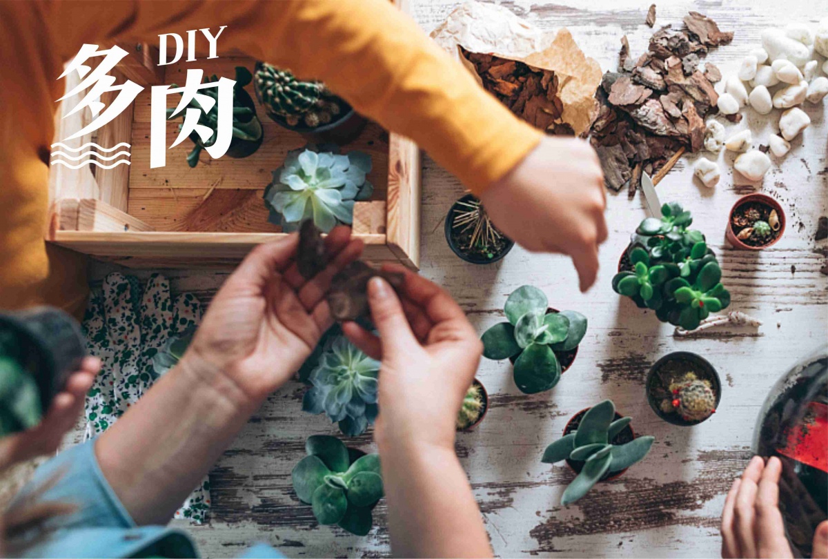多肉.jpg